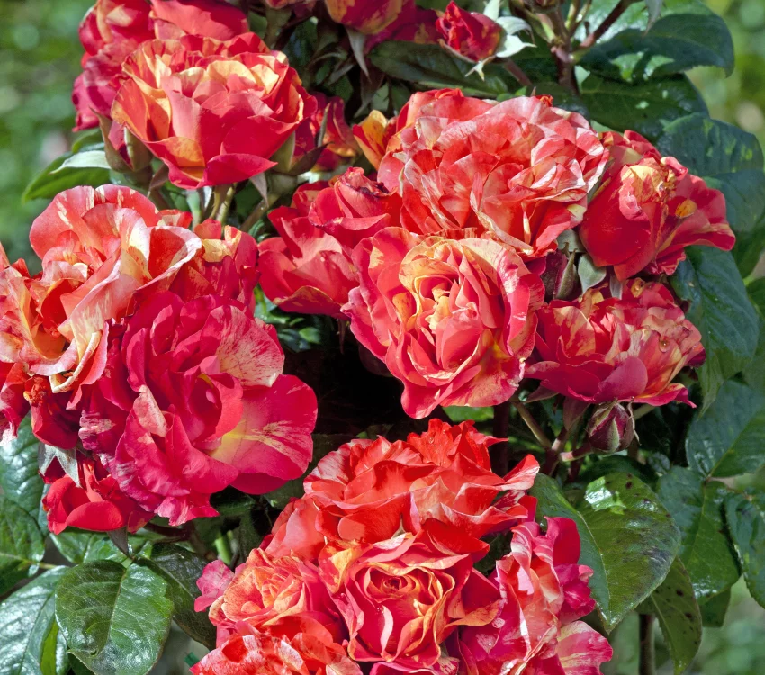 Rosal Prime Time ® Lapastri