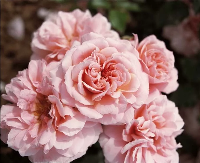 Rosebush Botticelli ® Meisylpho