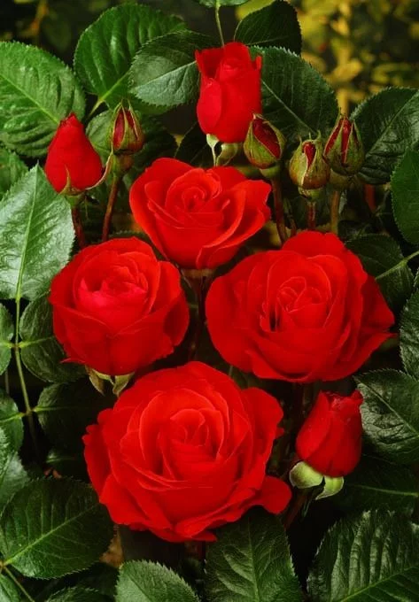 Rosebush Chorus ® Meijulita