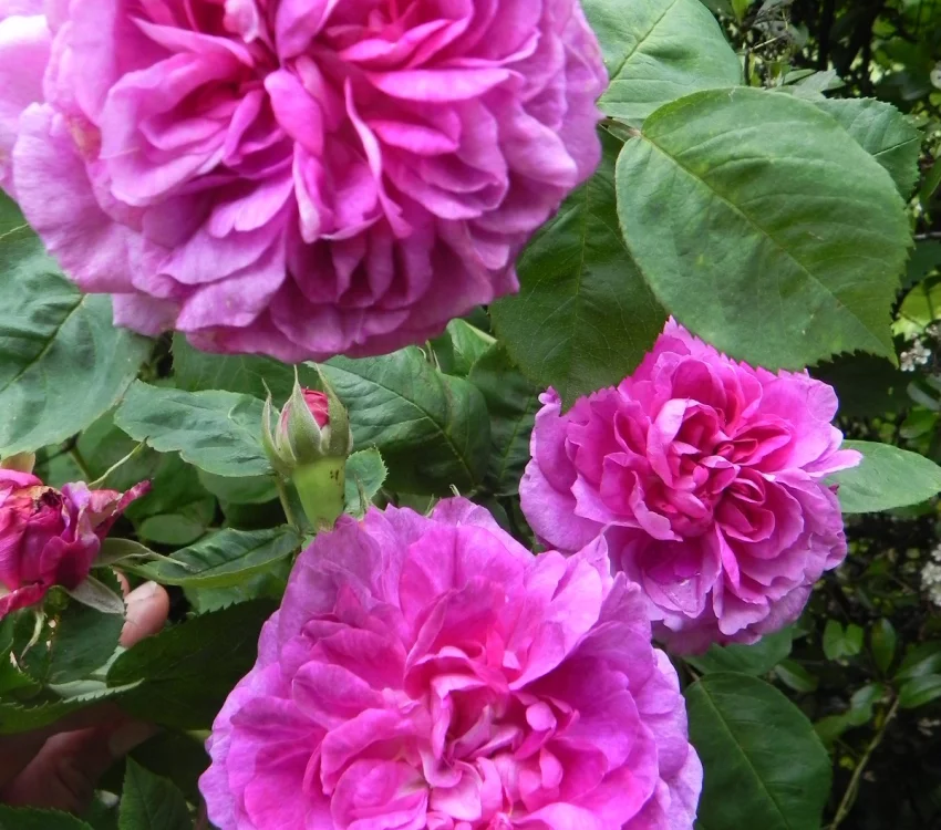 Rosenstrauch Rose De Rescht