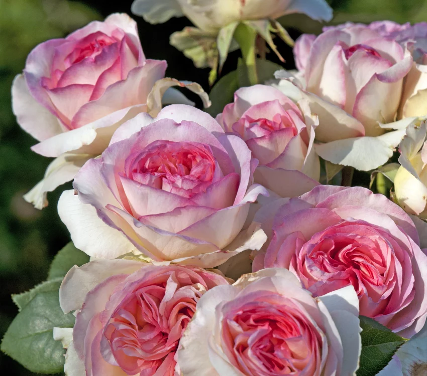 Rosier Boréale® Tan03025 - Rosiers à grandes fleurs