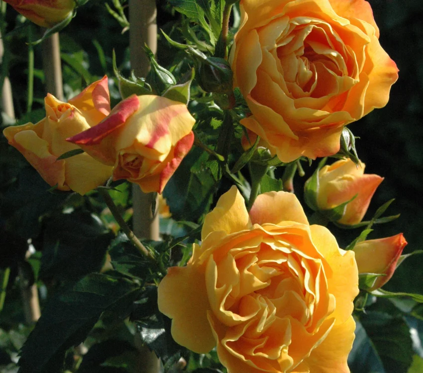 Rosebush Xcellence De Frontignan ® Tan10553