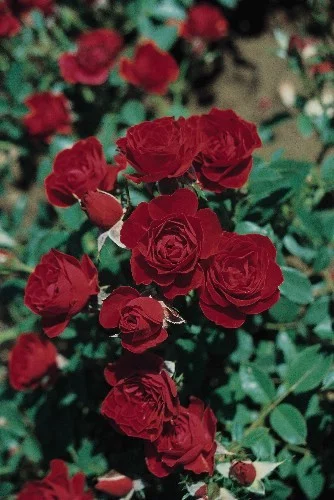 Rosier Joerger synonyme Roma - Rosiers nains