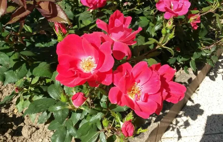 Rosebush Knock Out ® Radrazz