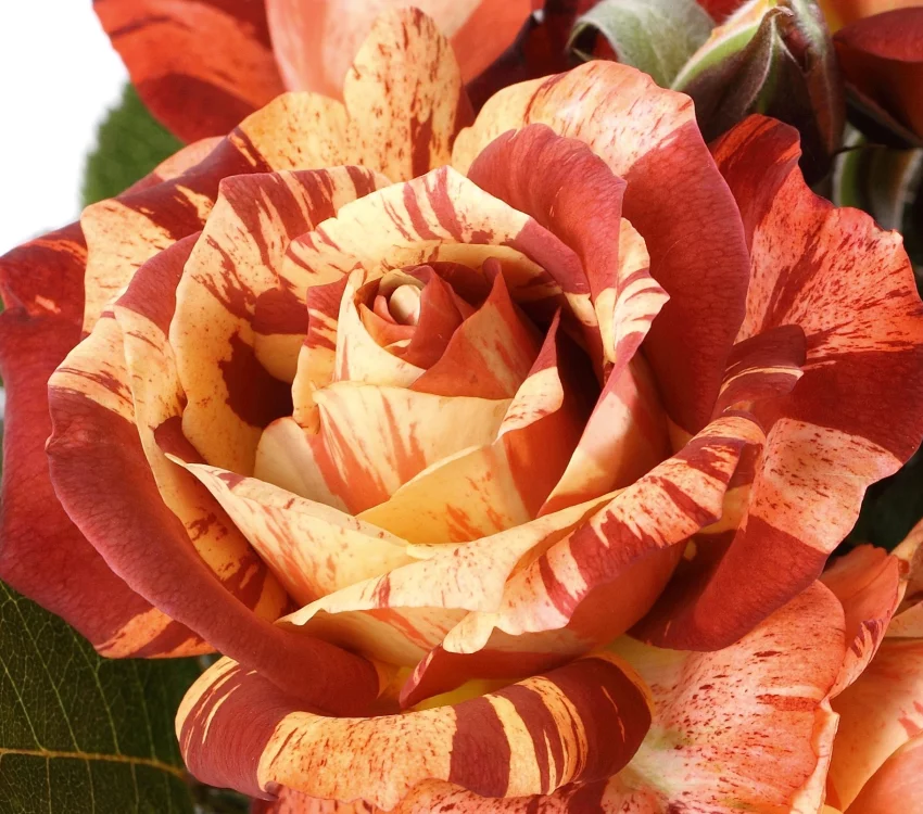 Rosebush Poséidon ® Oralodsem