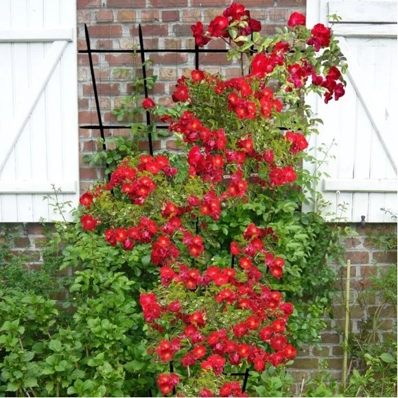 Rosebush Vesuvia ® Noa 201130
