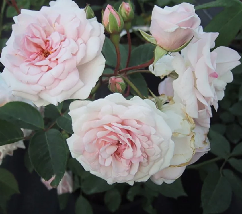 Rosebush Marie Pavie