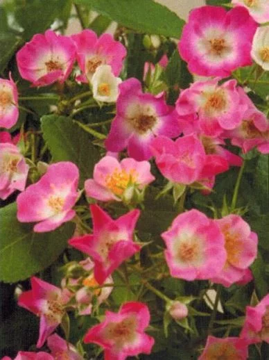 Rosebush Rosanatura Bicolore ® Vissegam