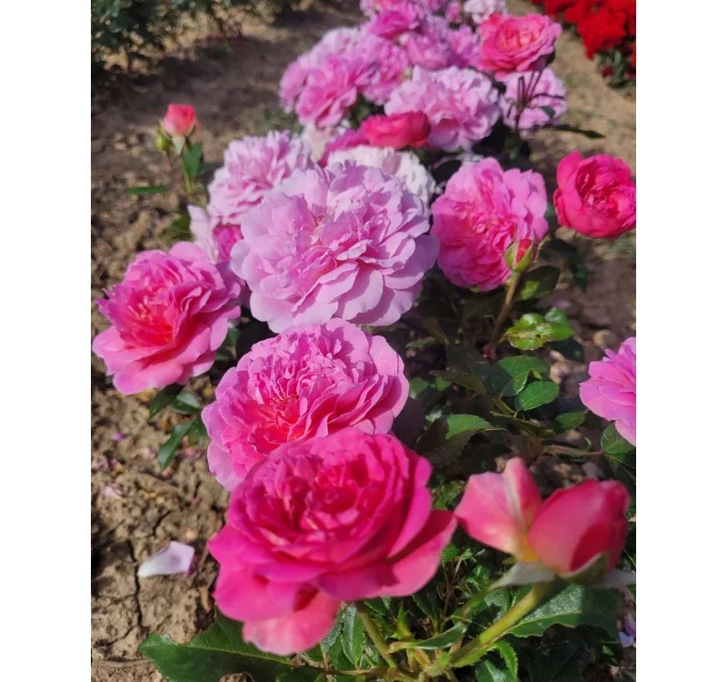 Rosebush Baie des Anges Romantica ® Radprov