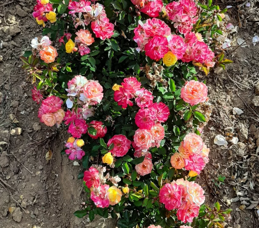 Rosebush Rêve De Paris ® Meilowmye