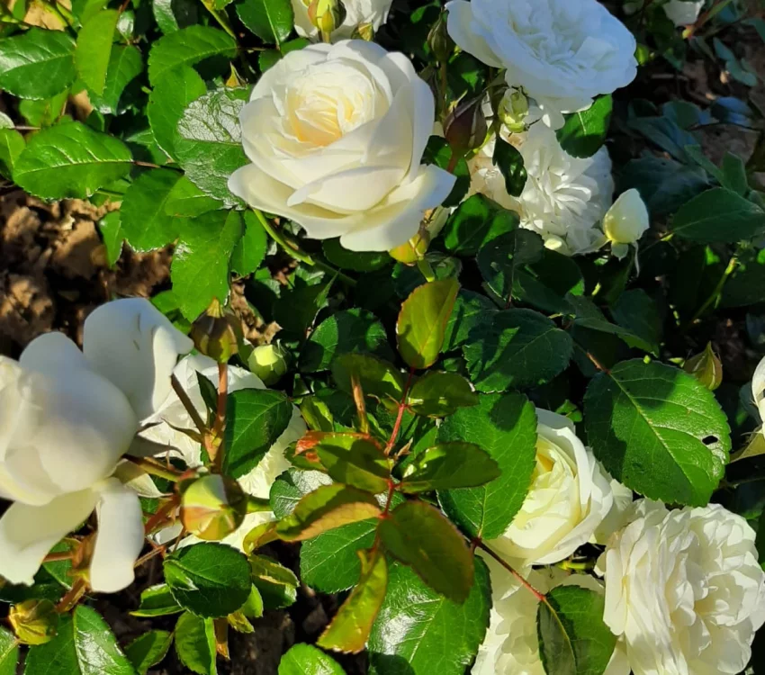 Rosier Marina Picasso® Meidyceus - Rosiers à massifs