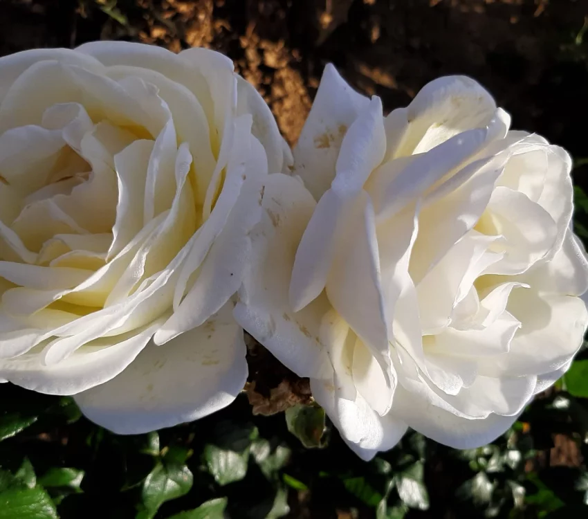 Rosier Marina Picasso® Meidyceus - Rosiers à massifs