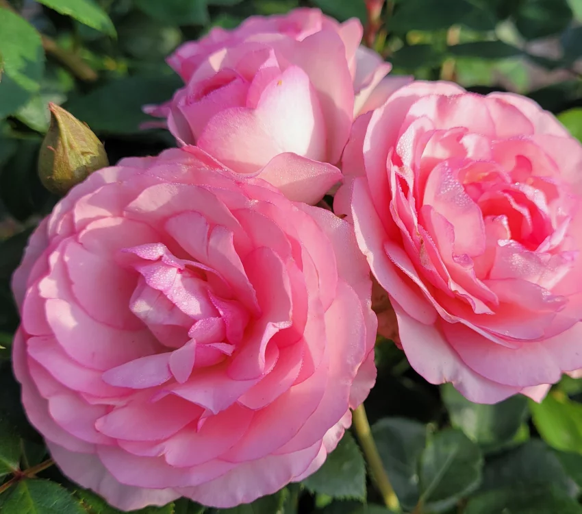Rosebush Mini Pierre De Ronsard ® Meibigboni