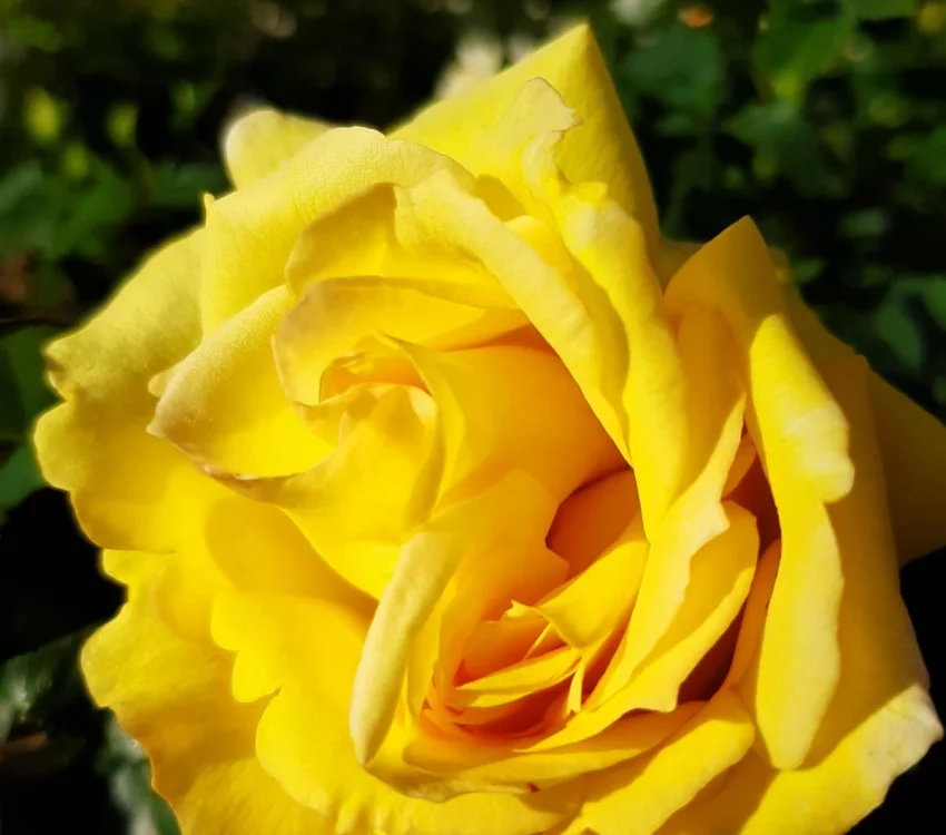 Rosebush Bellagio ® Lapgio