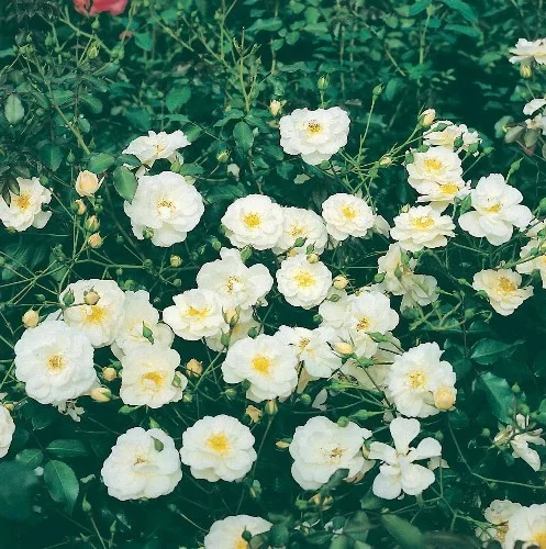 Rosebush Neige D'Eté ® Tanigino
