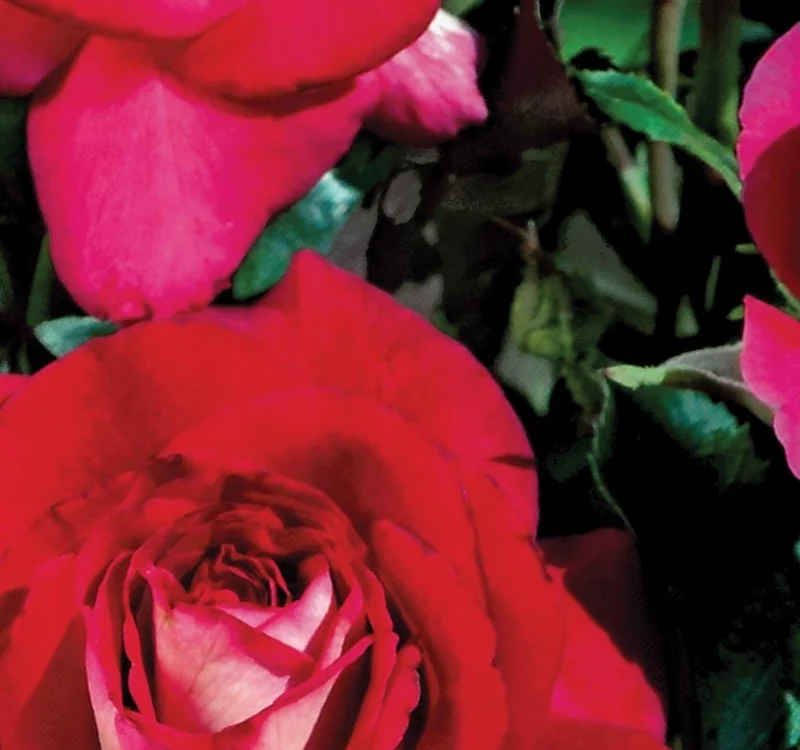 Rosier Or Brun ® Lapbrun - Rosiers à grandes fleurs