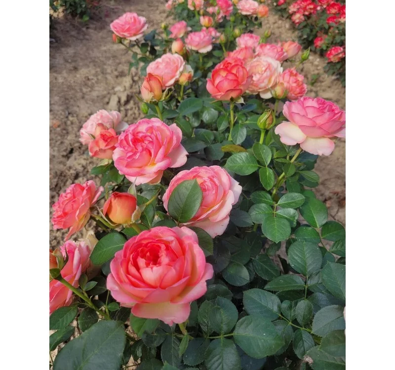 Rosebush Auguste Escoffier ® Meizasmyne