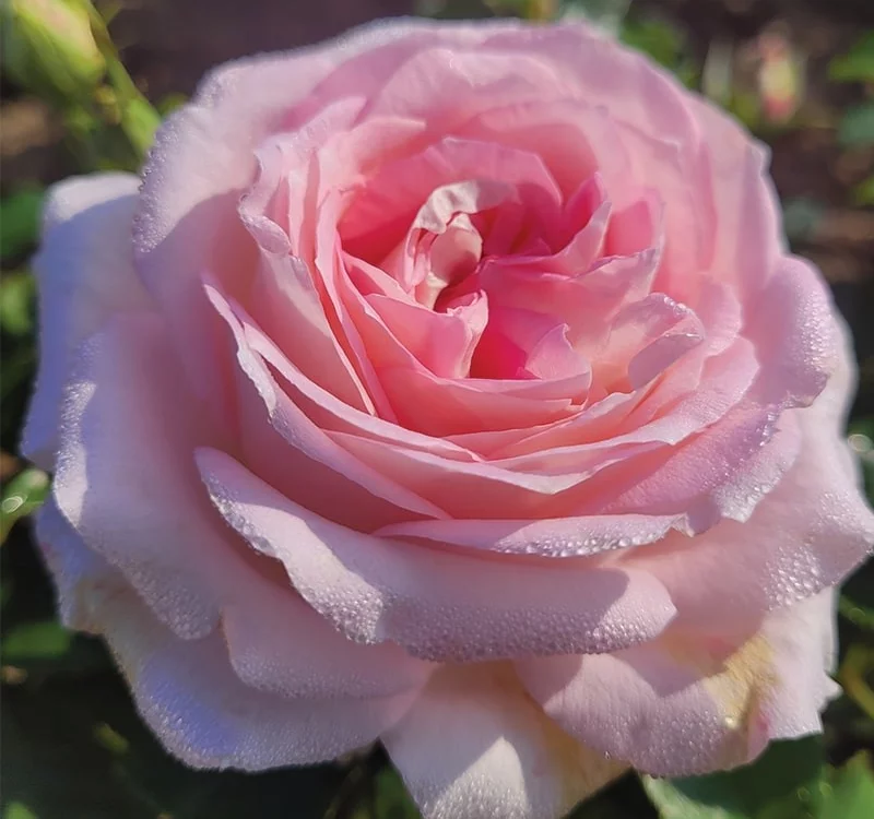 Rosier La Gaîté® Tan 13522 - Rosiers à grandes fleurs