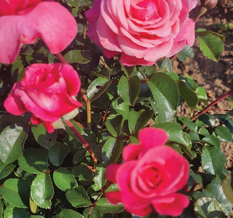 Rosier La Gaîté® Tan 13522 - Rosiers à grandes fleurs