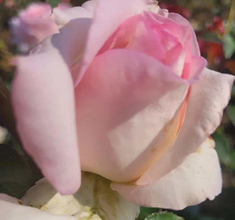 Rosier La Gaîté® Tan 13522 - Rosiers à grandes fleurs