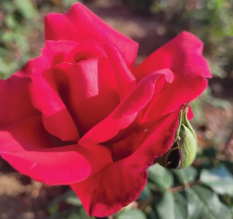 Rosier Prince Jacques de Monaco ® Reuwin - Rosiers à grandes fleurs