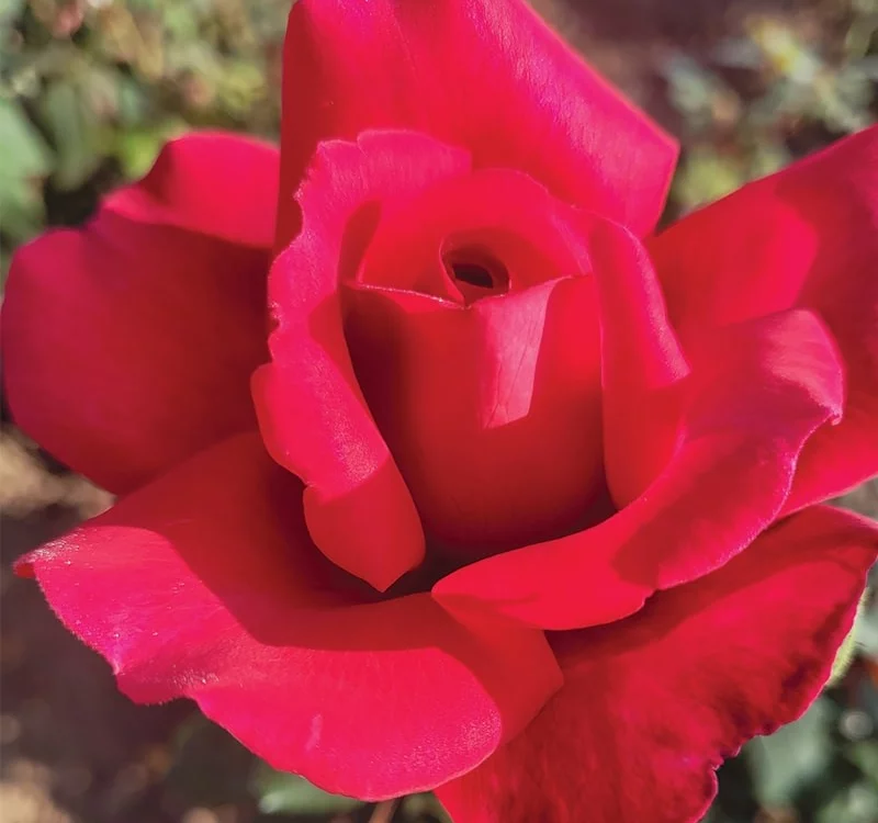 Rosier Prince Jacques de Monaco ® Reuwin - Rosiers à grandes fleurs