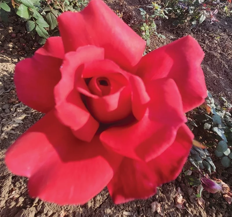 Rosier Prince Jacques de Monaco ® Reuwin - Rosiers à grandes fleurs