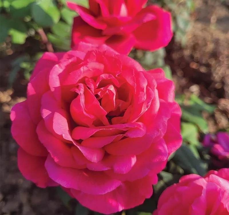 Rosier Prince Jacques de Monaco ® Reuwin - Rosiers à grandes fleurs