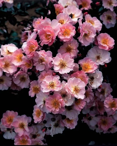 Rosebush Pink Cottage ® Chewily
