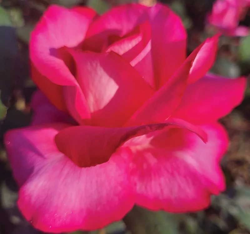 Rosier Guignol® Orabrica - Rosiers à grandes fleurs