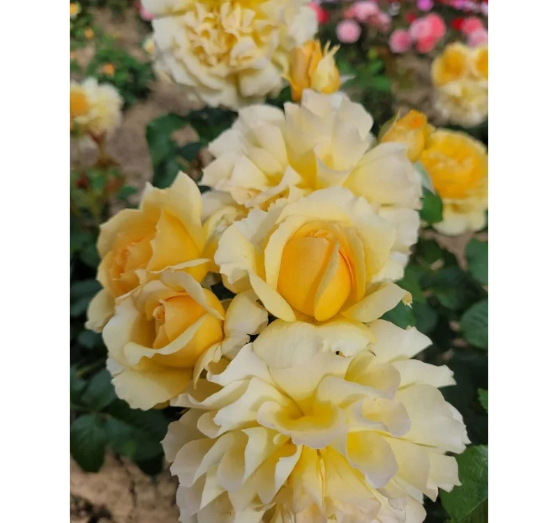 Rosebush Off-Load ® Mattmaf