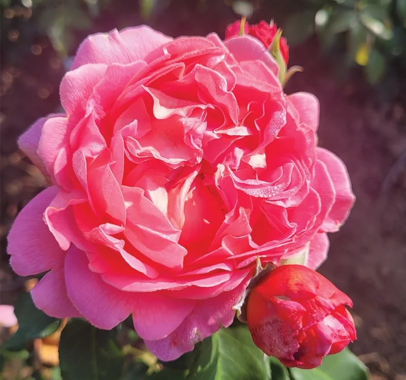 Rosebush Pick'n Go® Mattmag