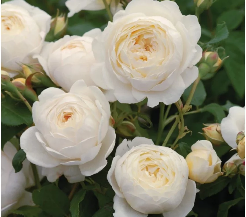 CLAIRE AUSTIN ® Ausprior