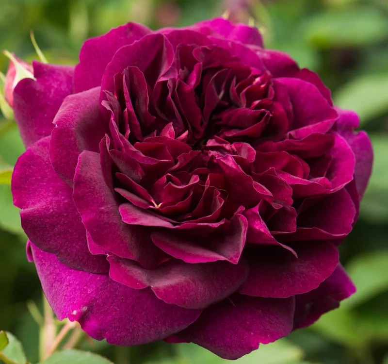 DARCEY BUSSEL ® Ausdecorum