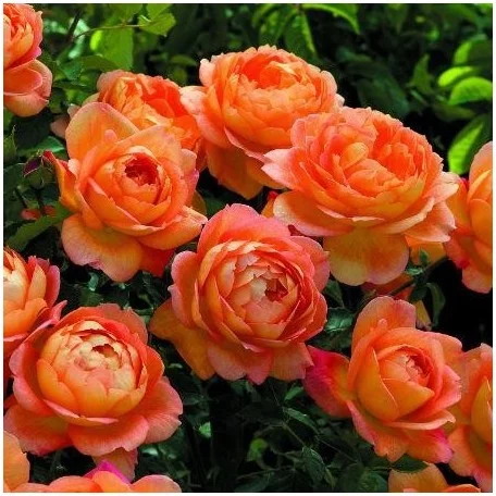 LADY OF SHALLOT ® Ausnyson