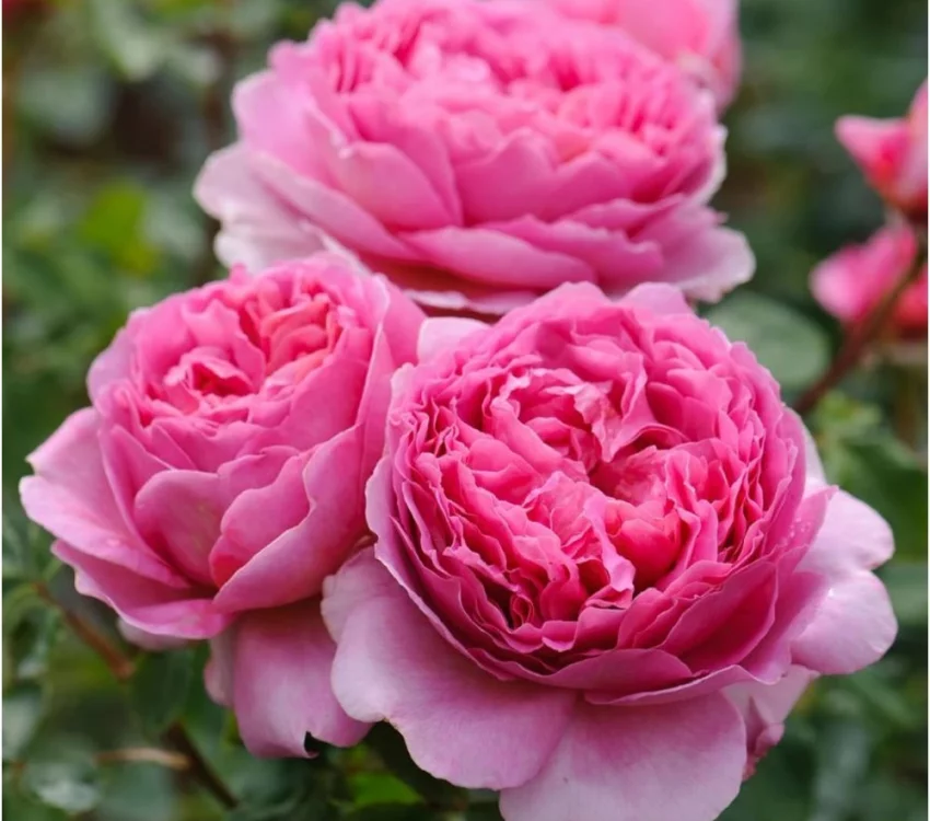 PRINCESS ALEXANDRA OF KENT ® Ausmerchant