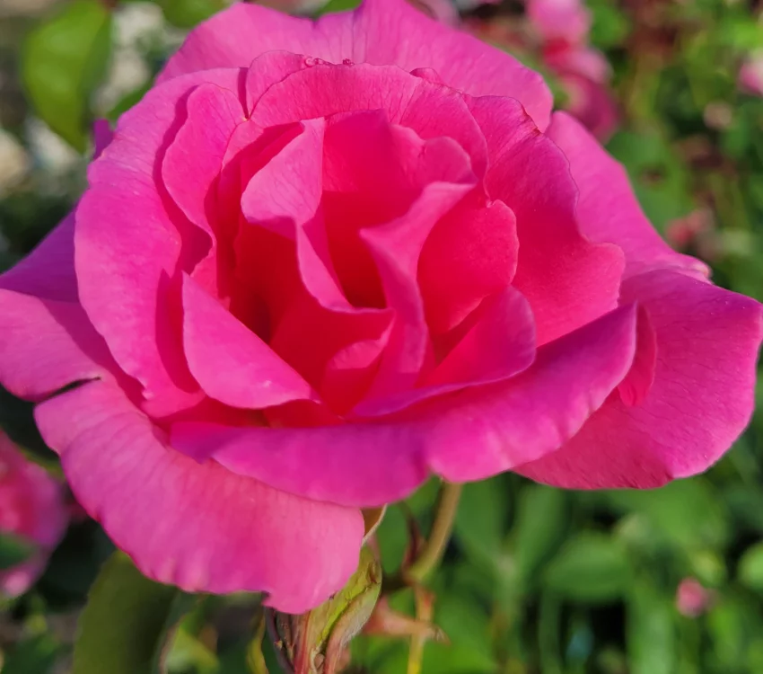 ZEPHIRINE DROUHIN