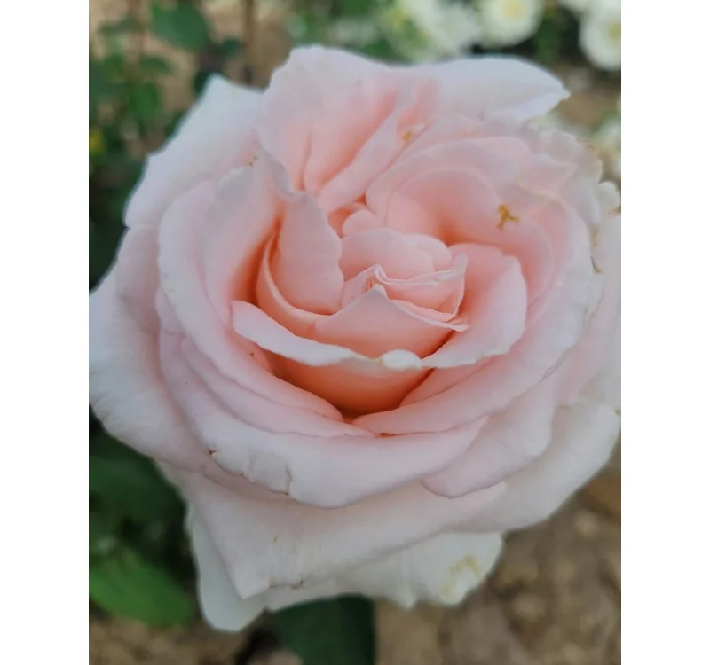 Rosier Eve de Rothschild® Lapdila - Rosiers à grandes fleurs