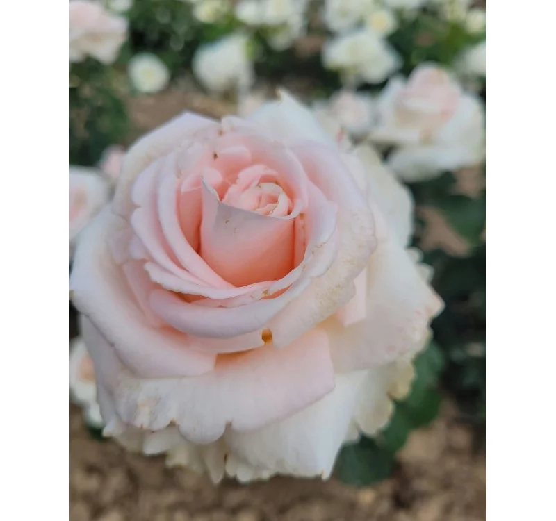 Rosier Eve de Rothschild® Lapdila - Rosiers à grandes fleurs