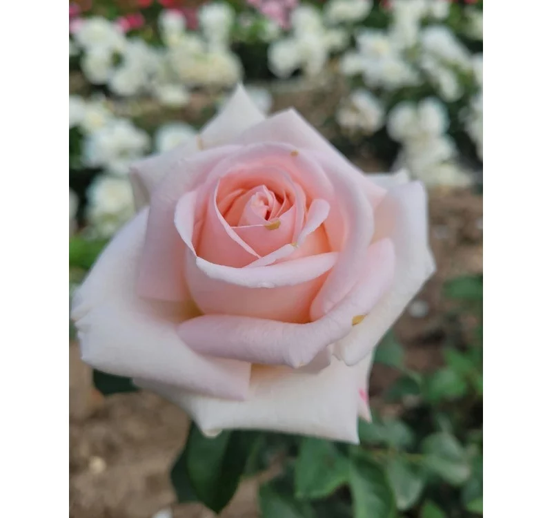 Rosier Eve de Rothschild® Lapdila - Rosiers à grandes fleurs