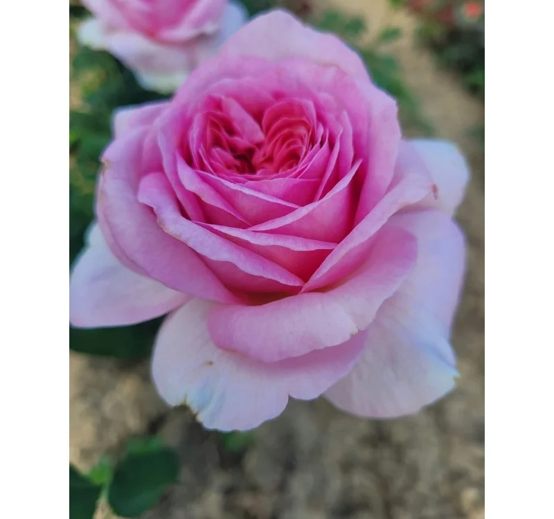 Rosier Madrigal® Oragidel - Rosiers à grandes fleurs