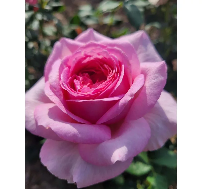 Rosier Madrigal® Oragidel - Rosiers à grandes fleurs
