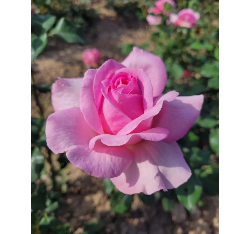 Rosier Madrigal® Oragidel - Rosiers à grandes fleurs