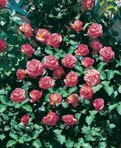 Rosebush Roxane Gpt ® Lapdalsar