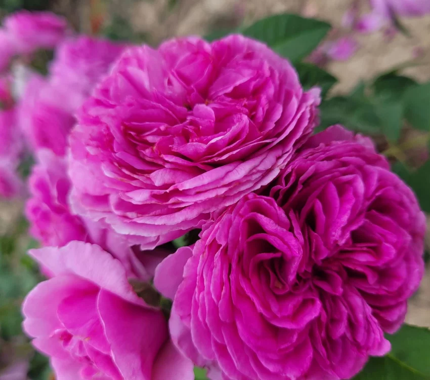 Rosebush La pyramide Fernand Point ® Orapriki