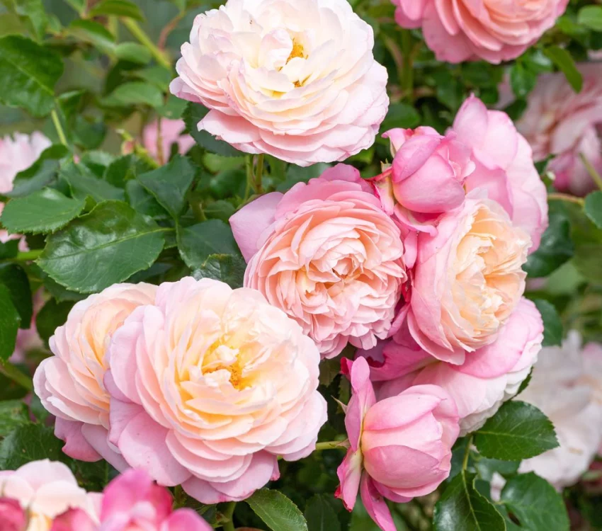 Rosier David HOCKNEY® Meibritty - Rosiers grimpants