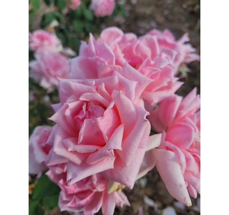 Rosier Général De VAULGRENANT - Rosiers à grandes fleurs