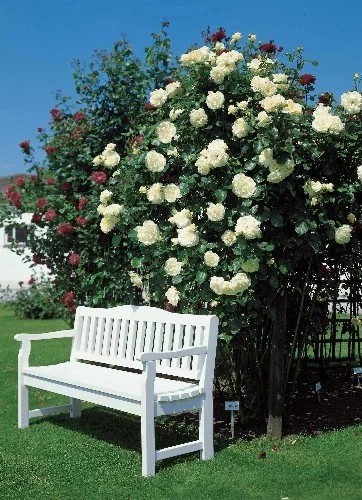 Rosebush Valse Des Neiges ® Tanrezlaw