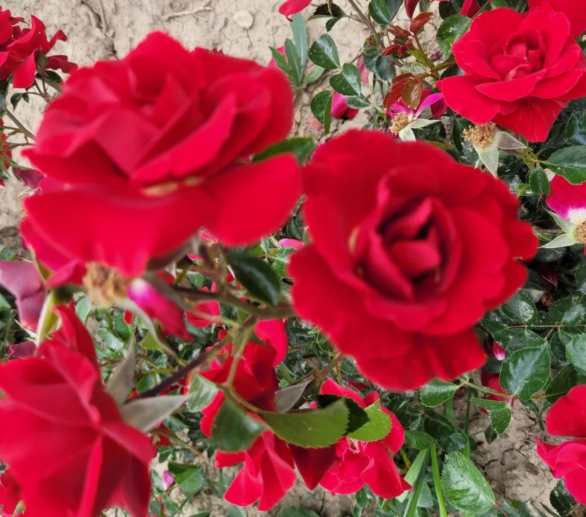 Rose New VESUVIA ® Noa 71680