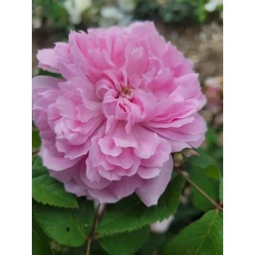 Rosenstrauch Jacques Cartier